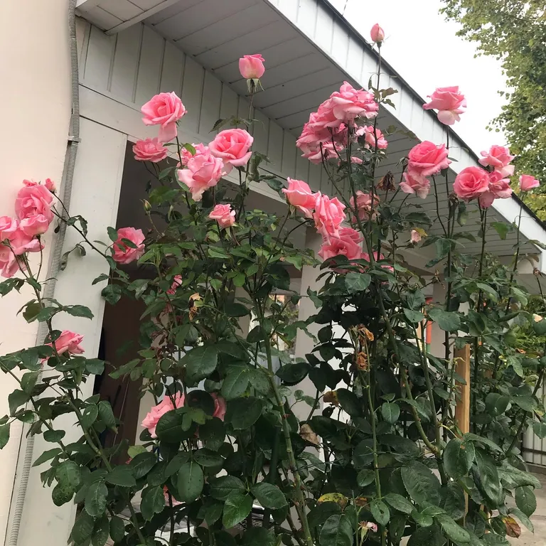 Апартаменты с отдельным закрытым участком и зоной барбекю