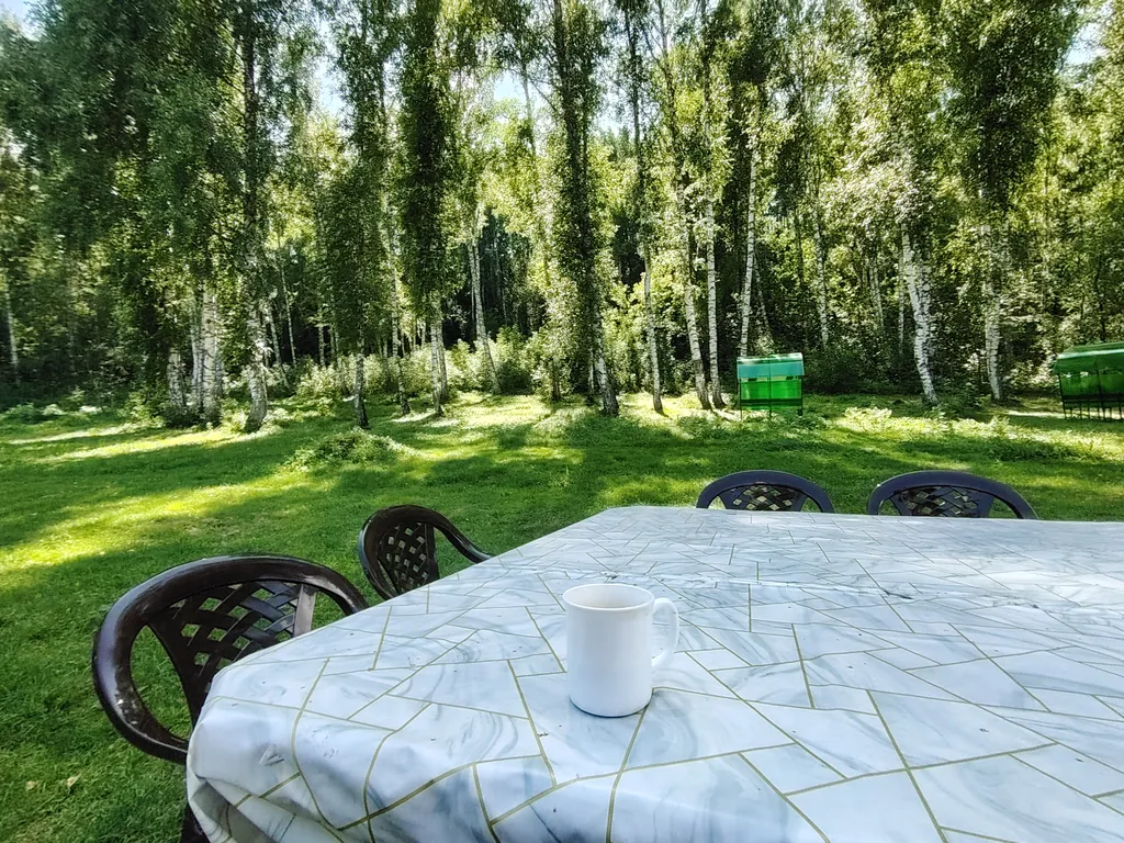 Летний номер с видом на березовый лес
