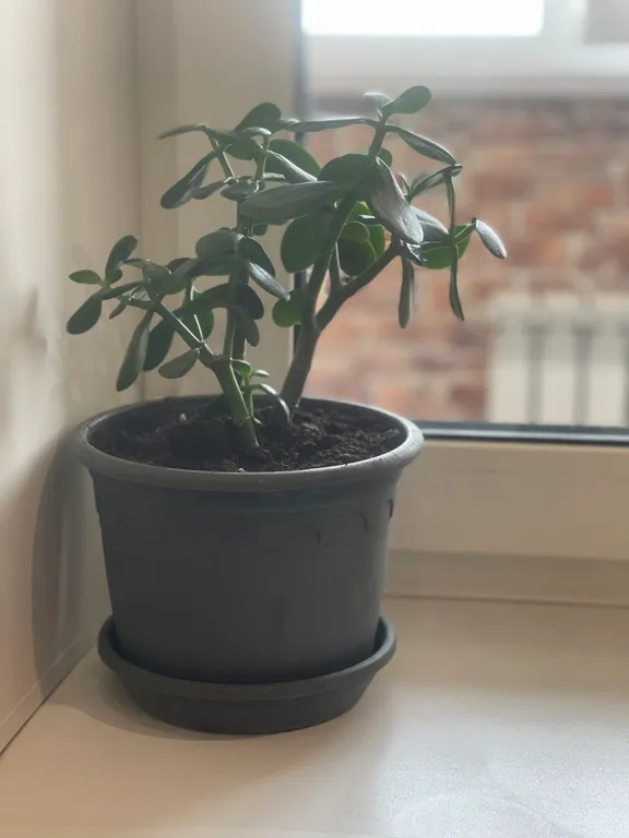 Квартира Светлая квартира — Тверь