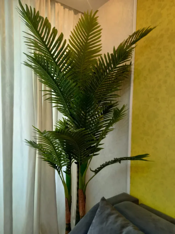 Звёздный оазис