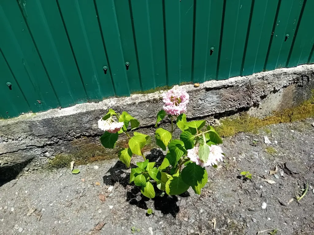 Трехместный номер с основными удобствами