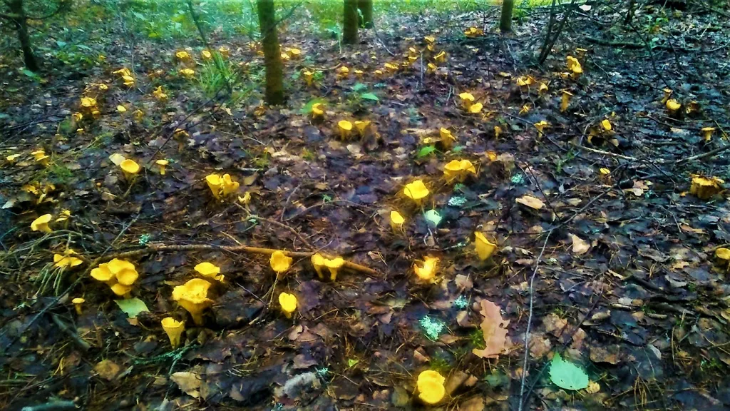Коттедж Дом у озера с баней, чаном и детской площадкой с батутом. — Ланино