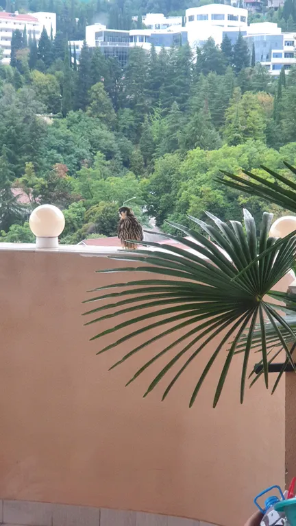 Хоста у моря