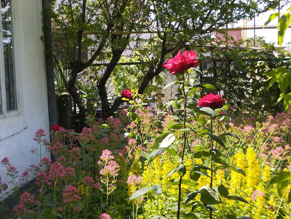 Комната с видом на осенний двор и сад