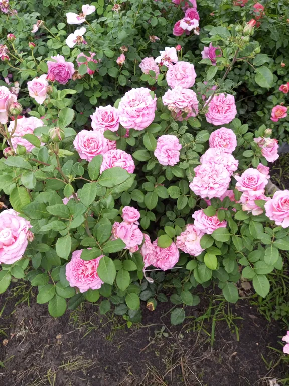 Уютная дача посуточно для семейного отдыха, ночлега