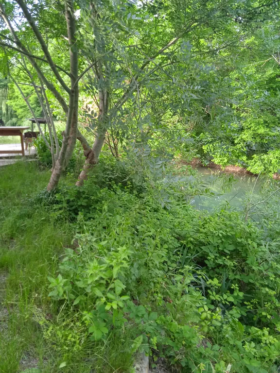 Дача Светлана