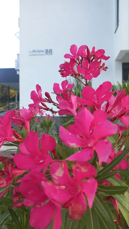 Студия Теплый песок в новом ЖК Летний