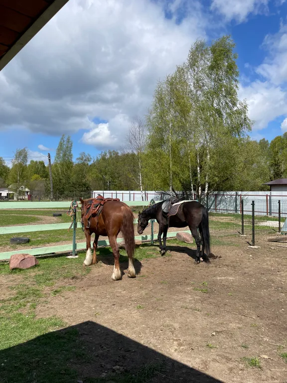 Самый уютный дом с панорамным остеклением в березовом лесу