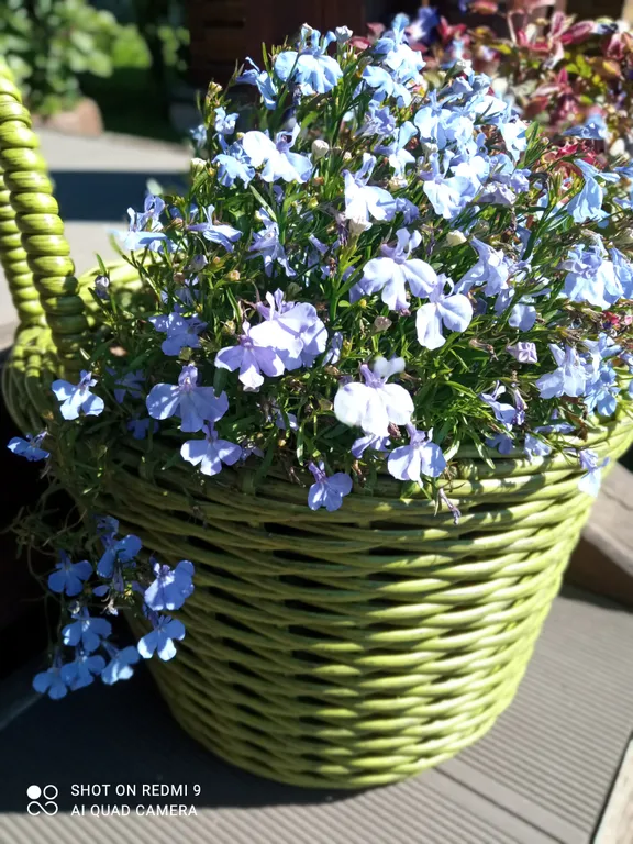 Дом на берегу Чемалки