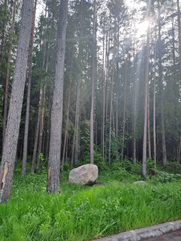 Уютная студия рядом с Финским заливом в окружении леса