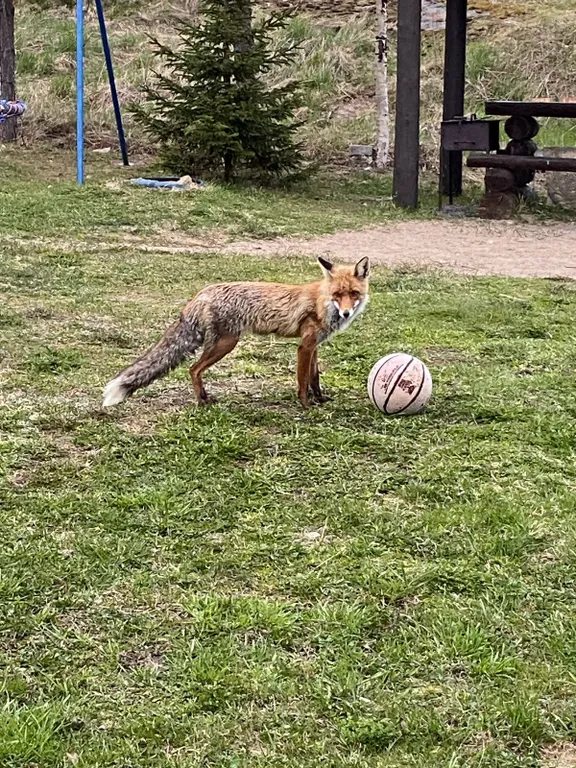 Дом в Карелии с печью-камином и видом на лес