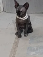 Ната