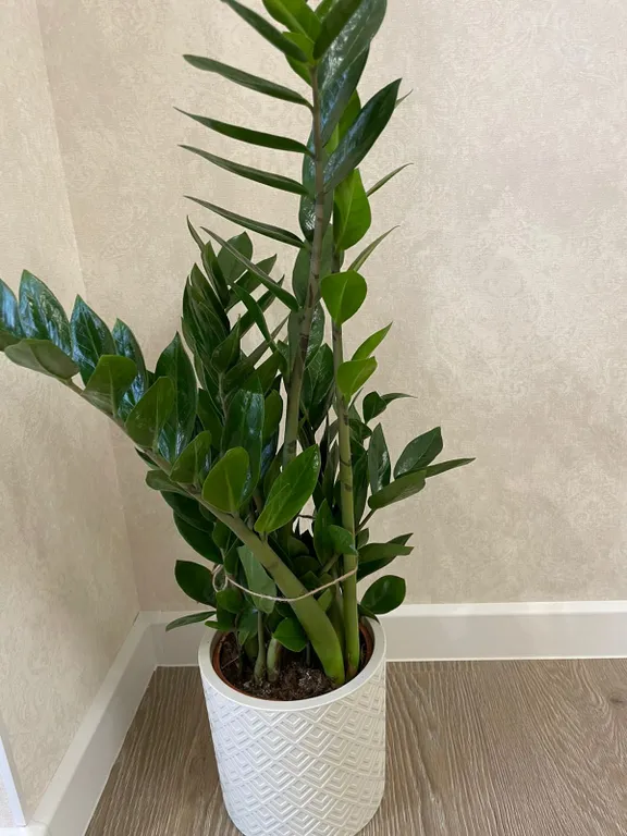 Элитная новостройка, Владикавказ