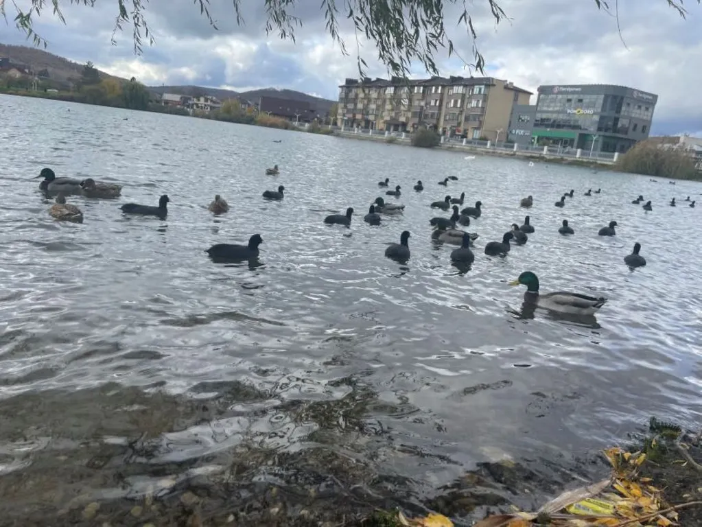 Квартира Апартаменты в ЖК Лебединое озеро — Горячий Ключ