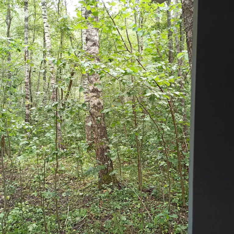 Коттедж Дом у леса — Можайск