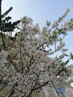 Кристина