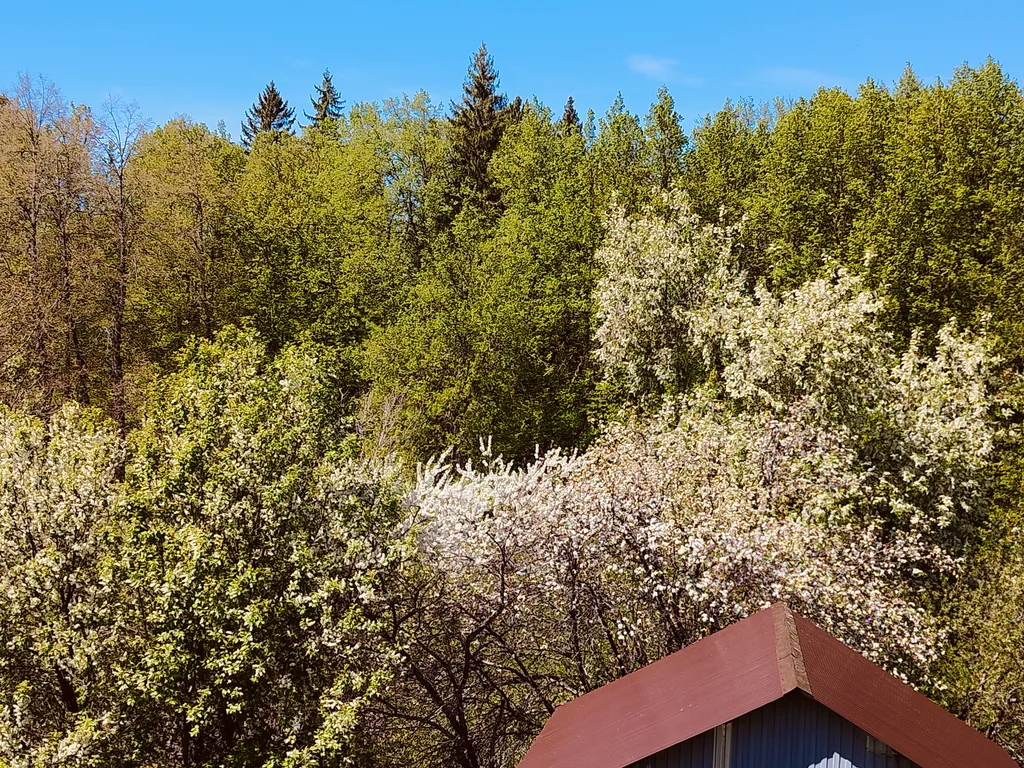 Новый дом  около леса