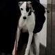 Денис Дмитриевич Курдин