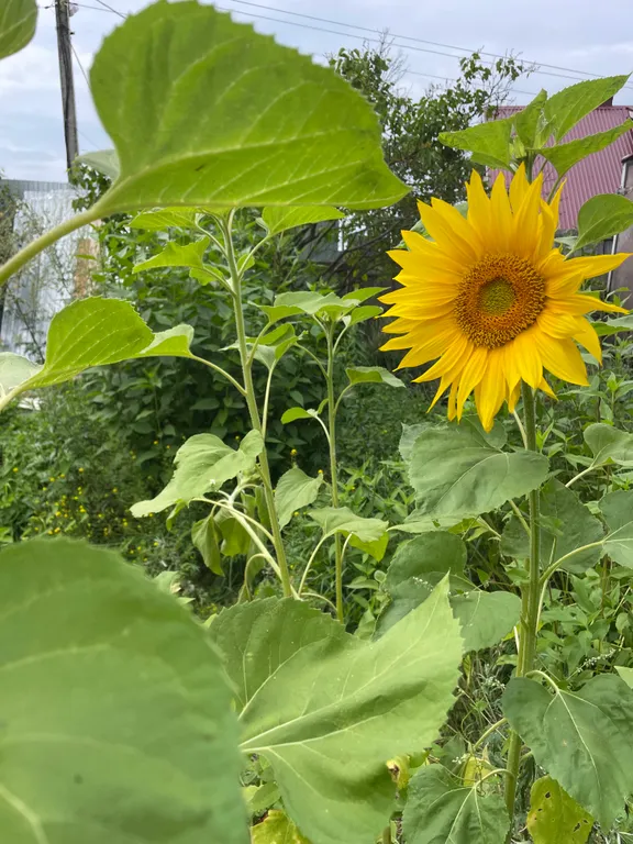 Лучший Коттедж на Селигере в Осташкове