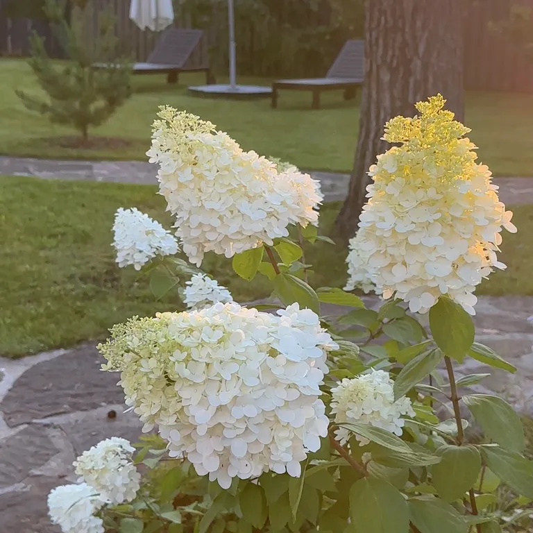 Шале в сосновом бору