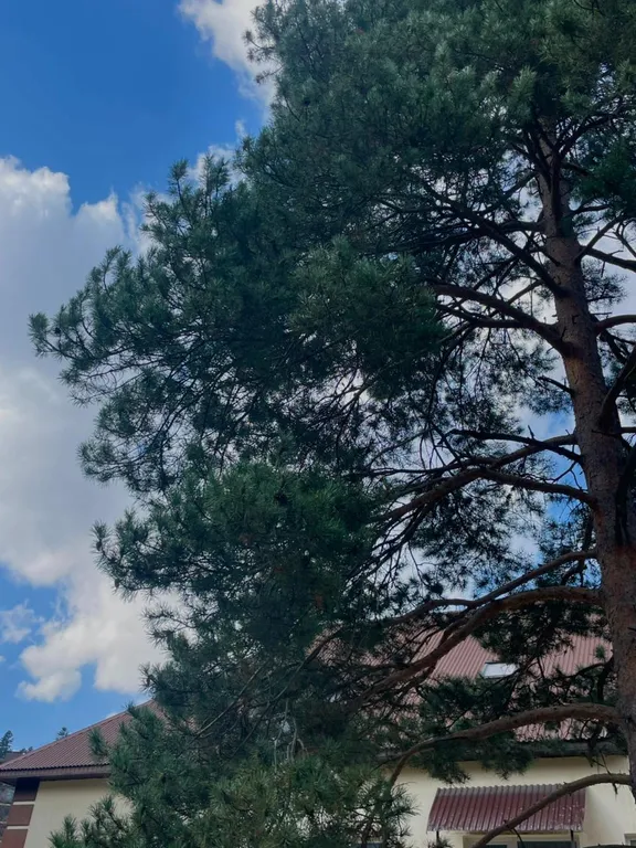 Уютный номер в Домбае с вкусными и сытными завтраками