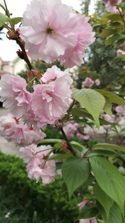 Квартира Делюкс комната с удобствами в лучшем районе Сириуса — Сириус