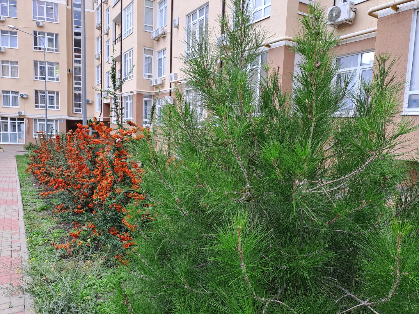 Озеленение двора Озеленение двора