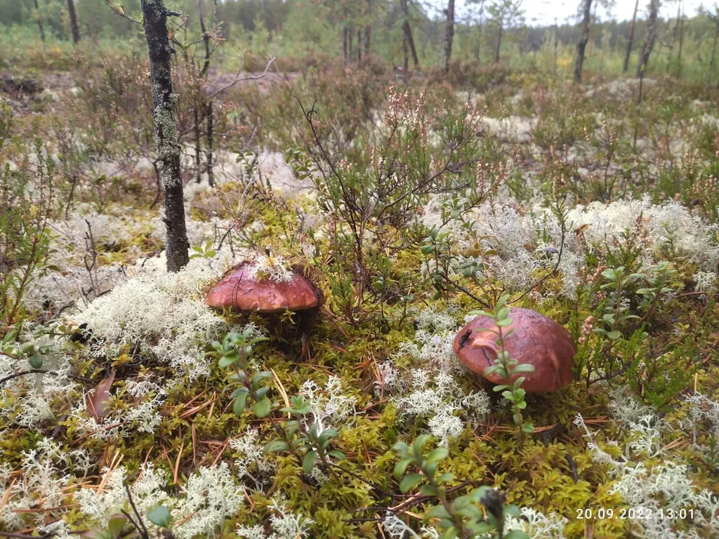 Гостевой дом Лось