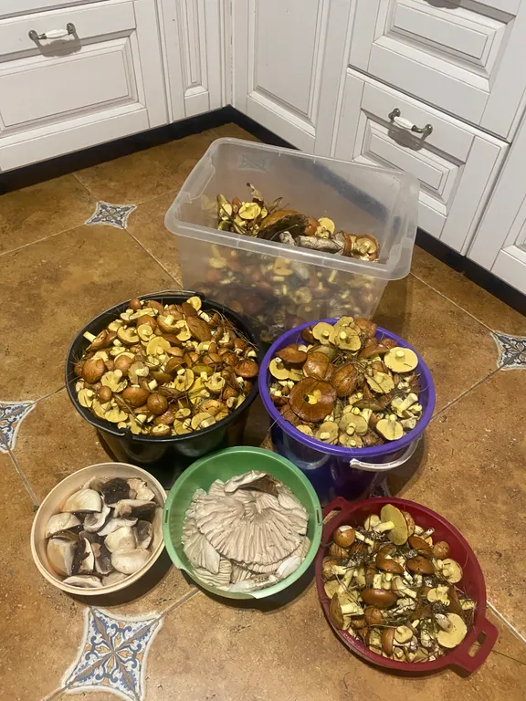 Чудесный дом в чудесном месте Беловежская пуща