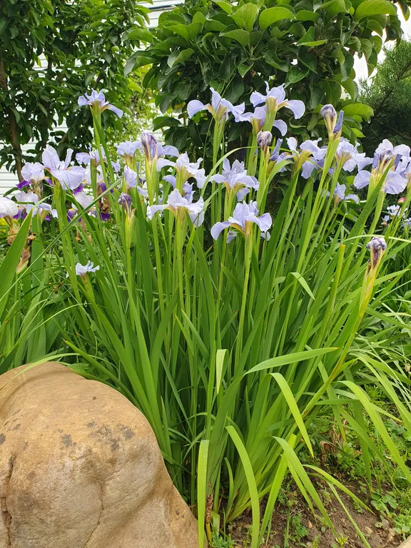 Коттедж FLIGELMUZ (Загородный Музыкальный Флигель). — Северская