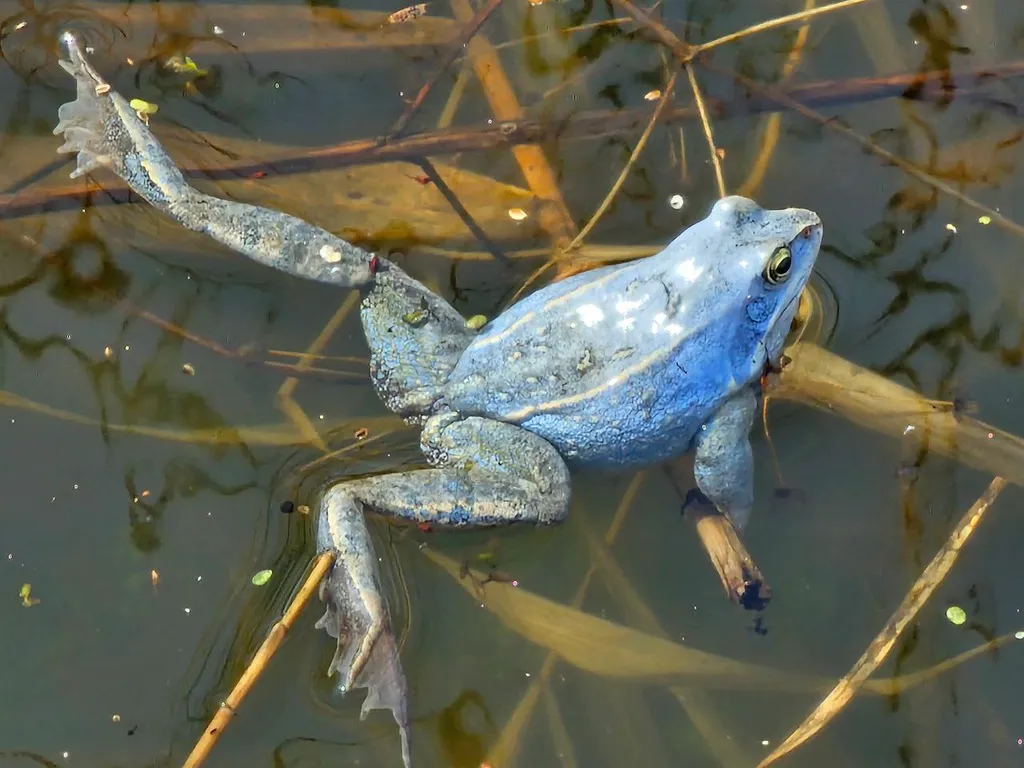 Коттедж Дом с русской баней — Белоозёрский
