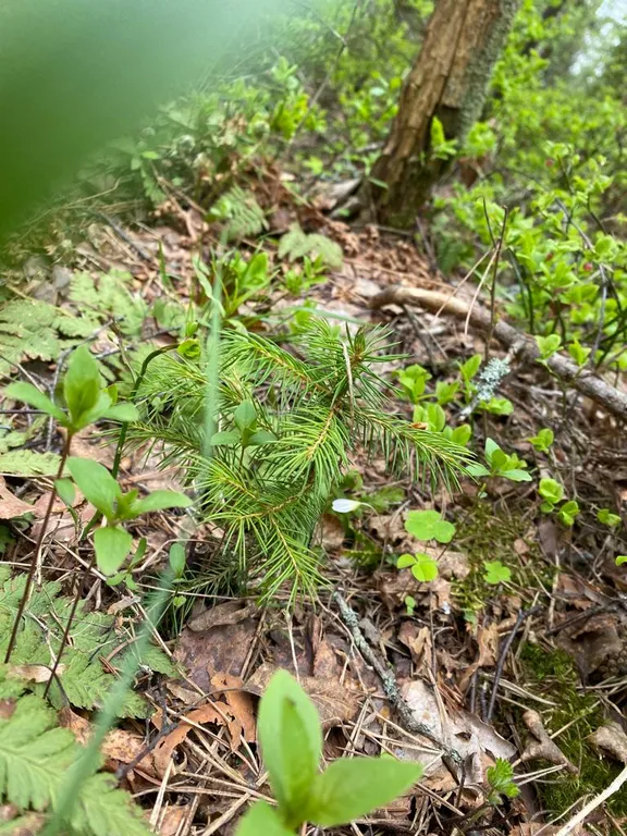 Деревенский дом у озера