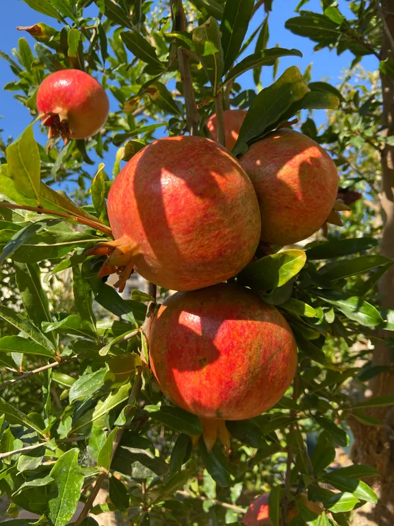 6-комнатный Дом