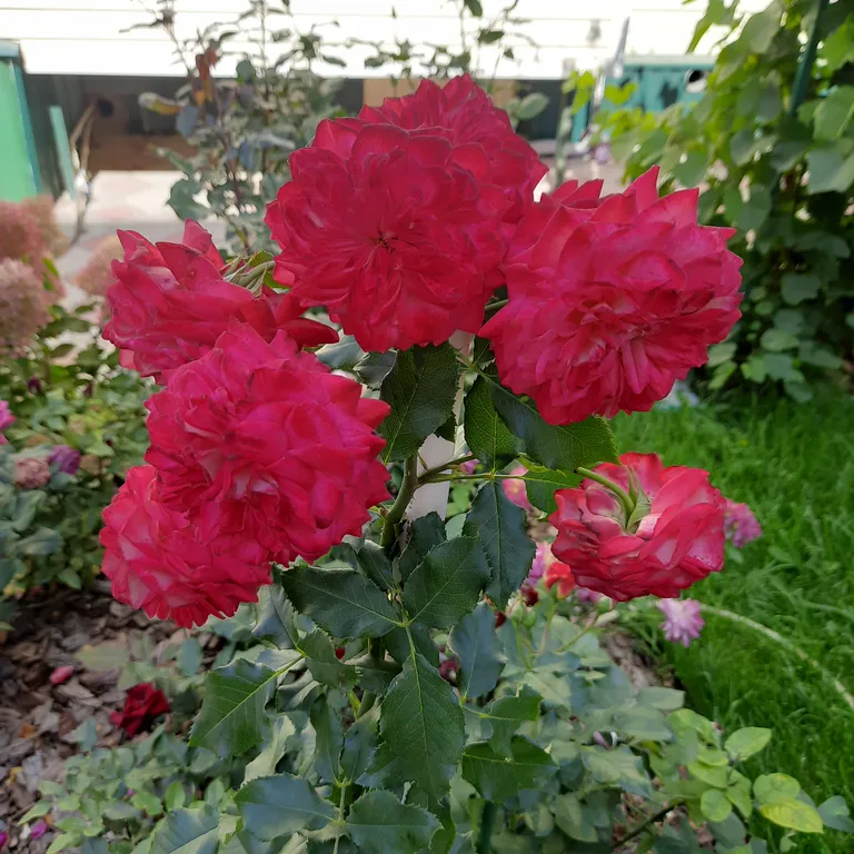 Домик мечты