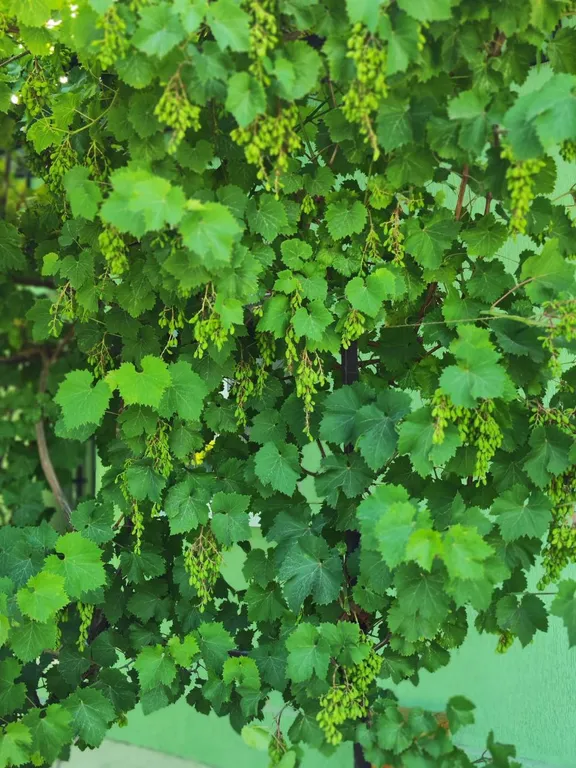 Двухквартирный дом недалеко от моря