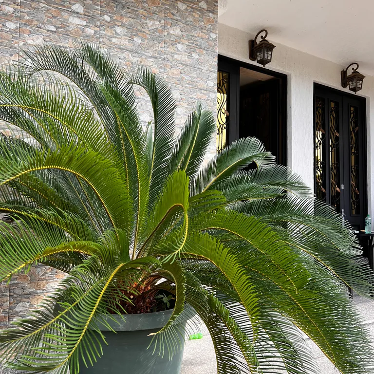 Студия в Гонио с видом на сад и горы, 10 минут до моря