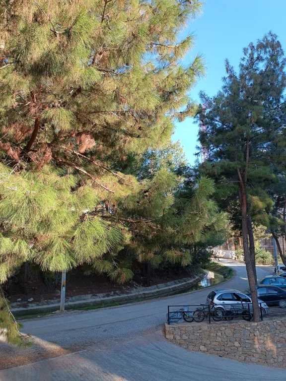 Тихий и спокойный отдых в сосновом лесу недалеко от пляжа Инжекум