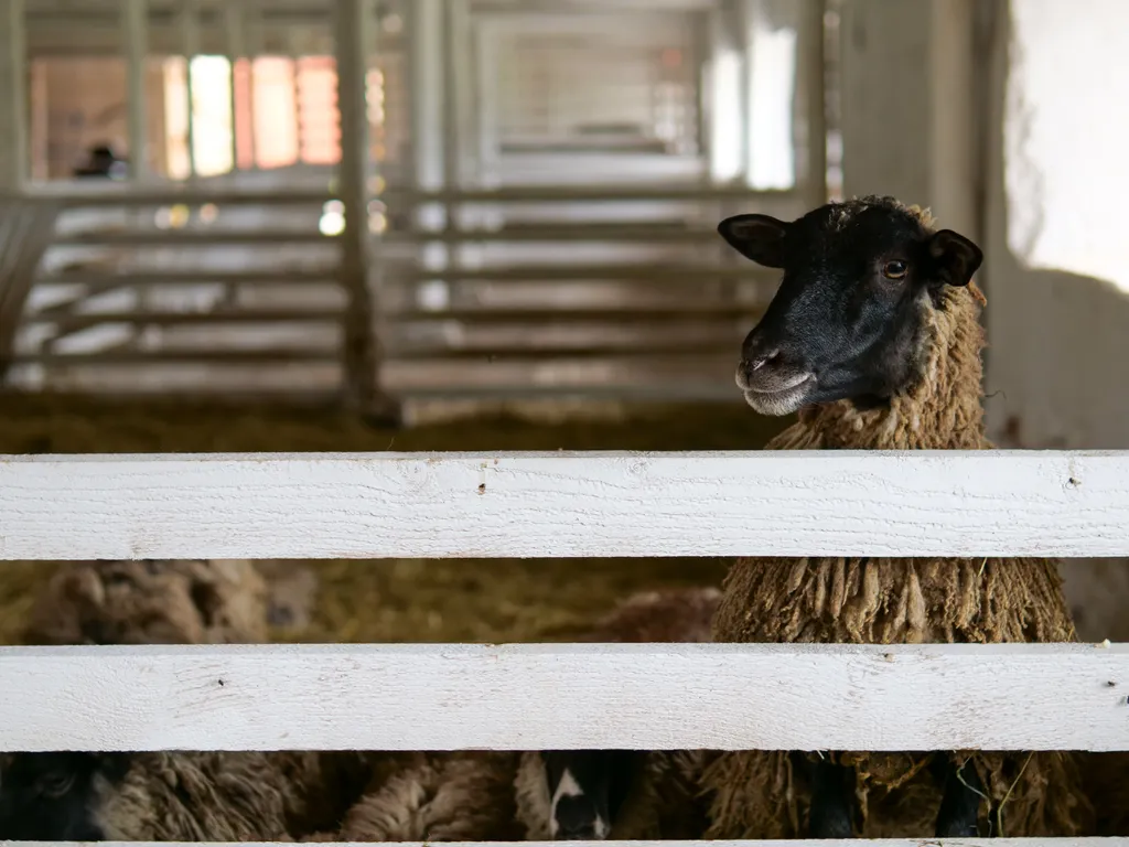 Глэмпинг - Панорамные дома на ферме Nomad Houses
