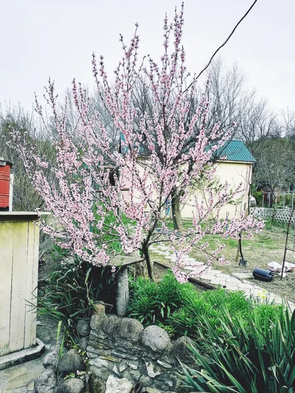 Коттедж Бунгало с видом на лес — Кабардинка