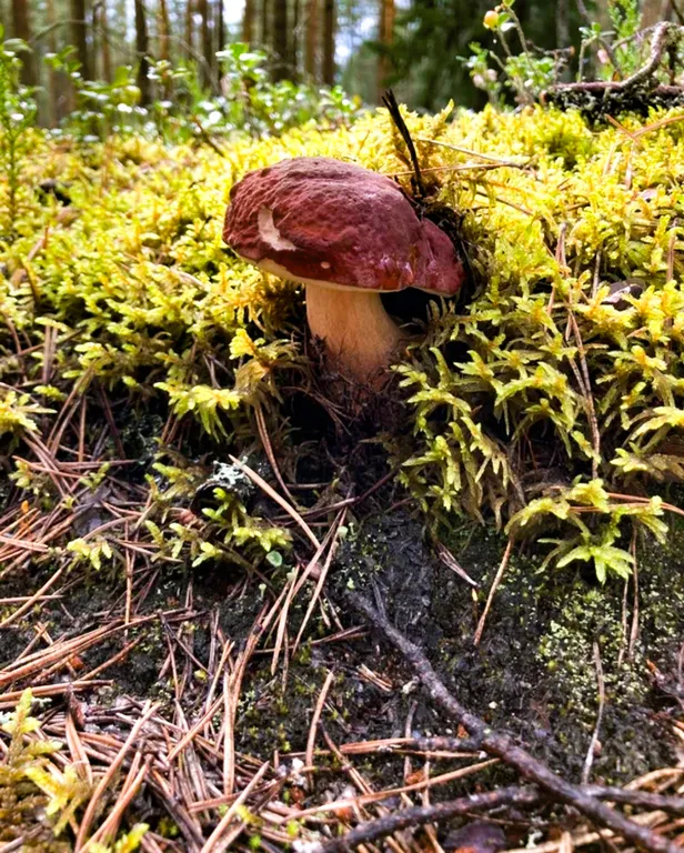 Просторный дом на берегу реки