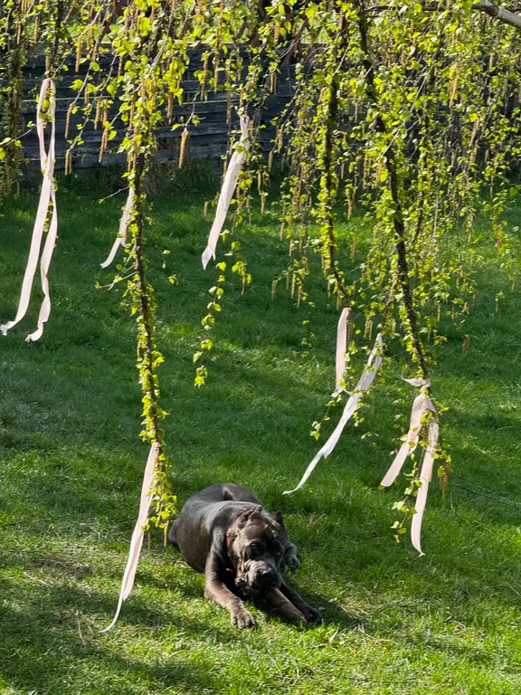 Коттедж Дом в Рождествено — аренда посуточно в Заокский