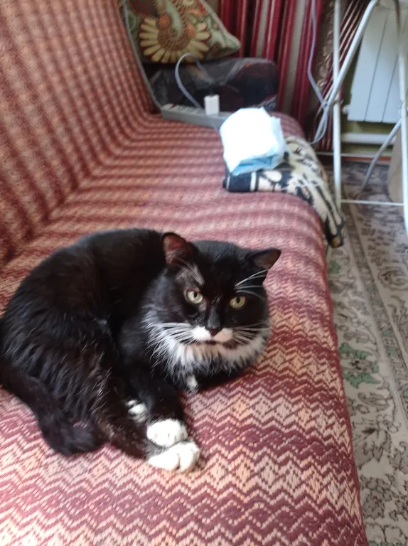 Дом в сосновом бору