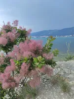 Наталья Никоненко