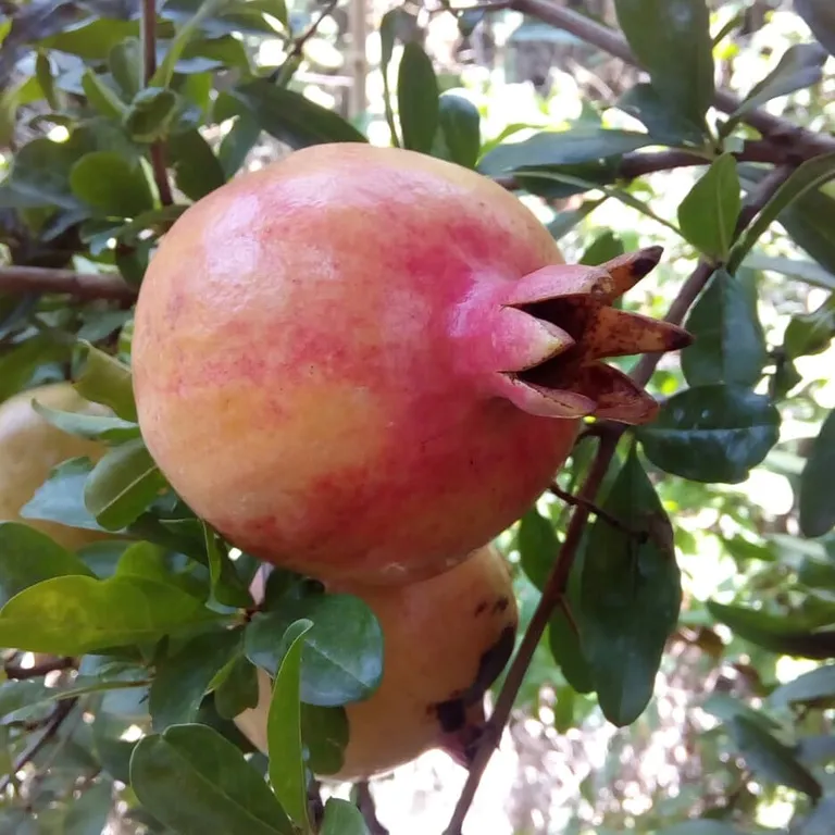 Квартира Квартира Гостевой дом Елизавета — Геленджик