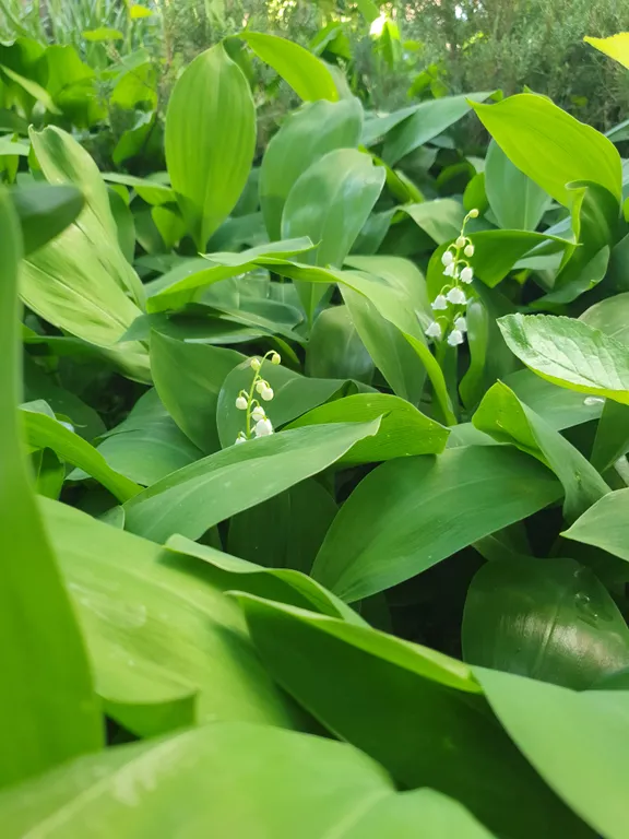 Коттедж FLIGELMUZ (Загородный Музыкальный Флигель). — Северская