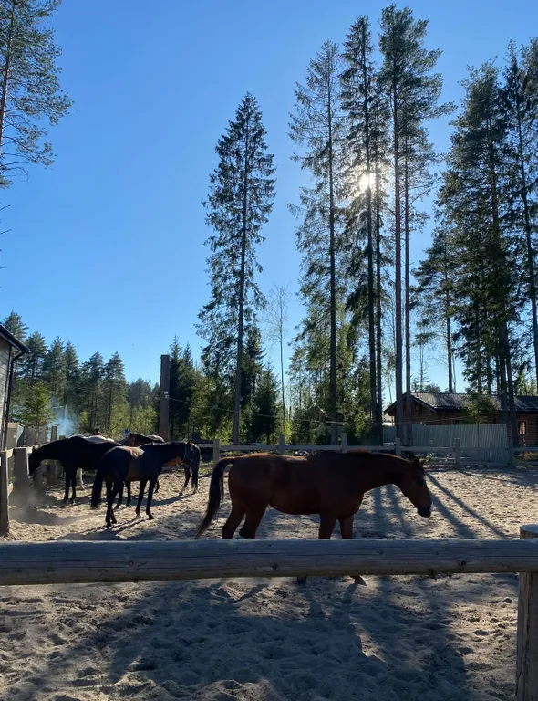 Семейный дом Берёзы ждёт вас в гости
