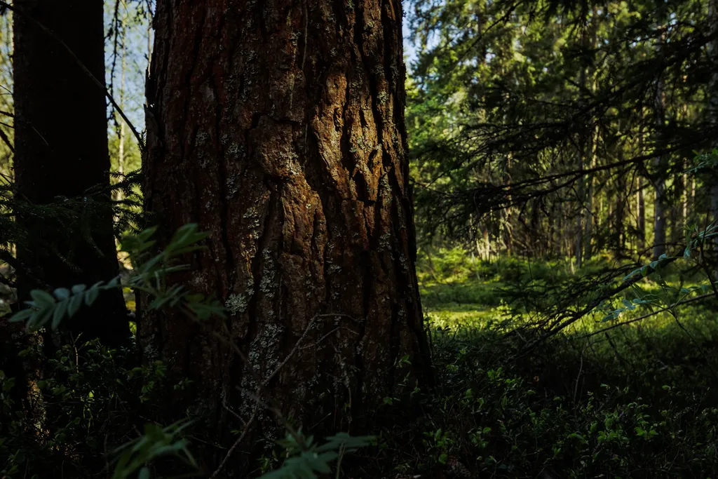 Вилла М с видом на вековой лес