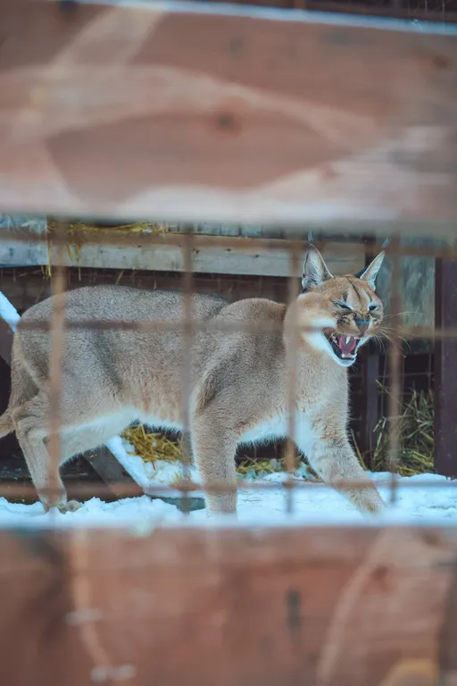 Дом с каракалами, банeй на дpовax, мангалом и казaном