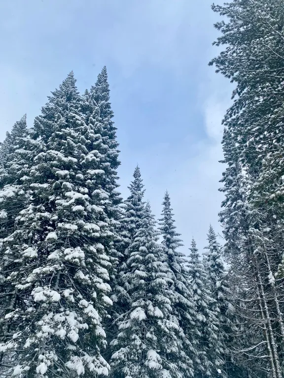 Дом с видом на лес