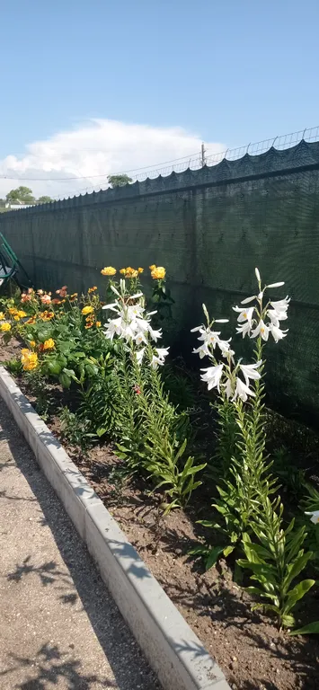 Апартаменты Жара